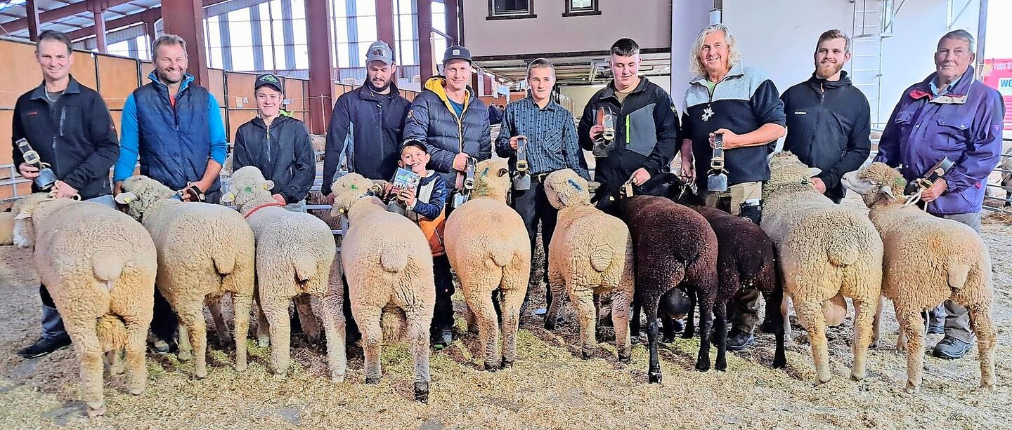 Die herrlichen Missen und Mister der Rassen Weisses Alpenschaf, Braunköpfiges Fleischschaf, Schwarzbraunes Bergschaf und Ile-de-France-Schaf in Reih und Glied.