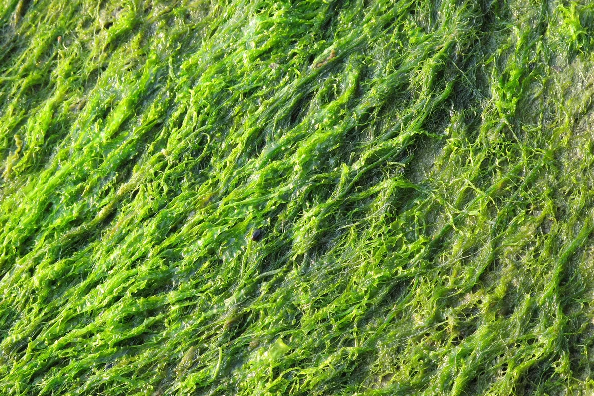 green-g2062952c1_1920 Algen als Superfood und Klimaretter – Irlands Gemüsegärten im Meer