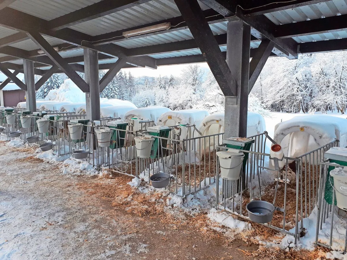 Kälber mögen keine Kälte: Viel Stroh, eine Kälberdecke und reichlich Milch helfen über den Winter.