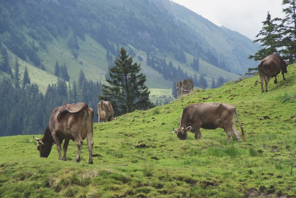 Auf Alpweiden steht den Kühen eine grössere Fläche zur Verfügung als auf Talweiden. Trittschäden hängen von der Bodenbeschaffenheit und der Topografie ab. Bild: Michael Götz