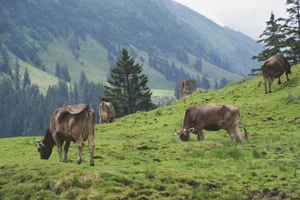 Auf Alpweiden steht den Kühen eine grössere Fläche zur Verfügung als auf Talweiden. Trittschäden hängen von der Bodenbeschaffenheit und der Topografie ab. Bild: Michael Götz