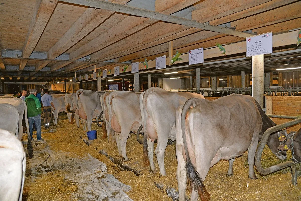 1267231d31249f770423fd50b806ee998d7879eff9b7c10931ab906a4fedf435 Familie Ming hält 37 Braunviehkühe im Laufstall mit Tiefstrohboxen.