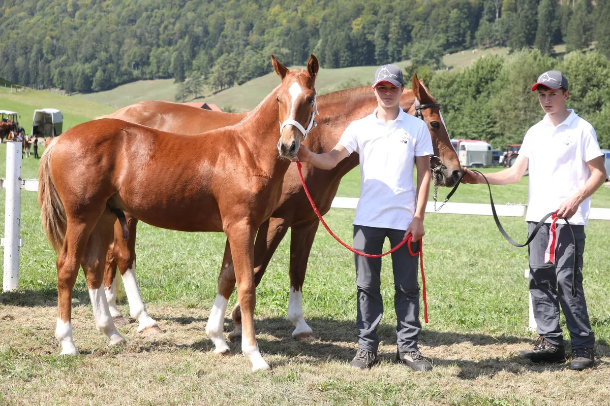 2._Rang_Hengstfohlen_a__lter_fu__r_Novak__Never_BW__von_Mathias_Gygax_aus_Mu__mliswil__2_ Neuer Schauplatz und stabile Fohlenzahlen in Ramiswil