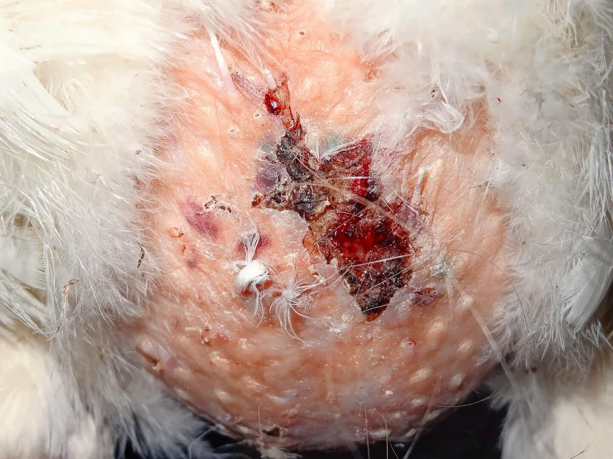 fb4e488848a534b95bc35f24c0618950e9bac9977d0c30e6ff91291a935d9f96 Bei extremem Befall durch Ratten attackieren die Schadnager die Hühner: Hier ersichtlich durch Frassspuren am Unterbauch eines Huhns.
