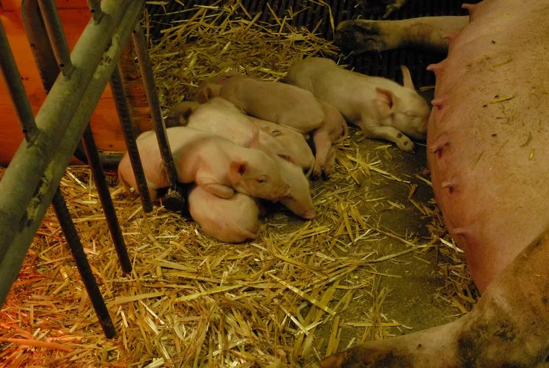 da8a3ed1ecd1c6983e9fabed5d9a3ad1326400a3 Die Ferkel eines Wurfes können sehr unterschiedliche Geburtsgewichte aufweisen. Leichtere haben gegenüber ihren grösseren Geschwistern einen Nachteil beim Kampf um die Zitzen. (Bild BauZ)
