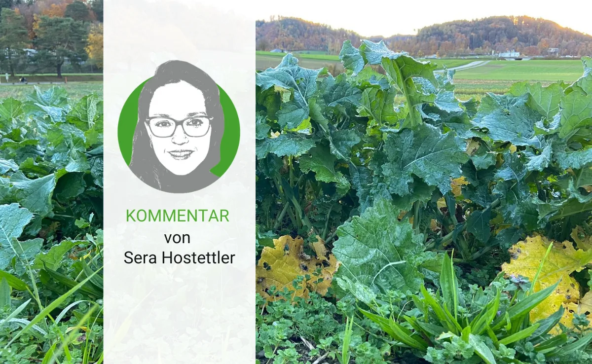 Artikel_Kommentar_BauZ__2_ Frühlingsgefühle im Herbst