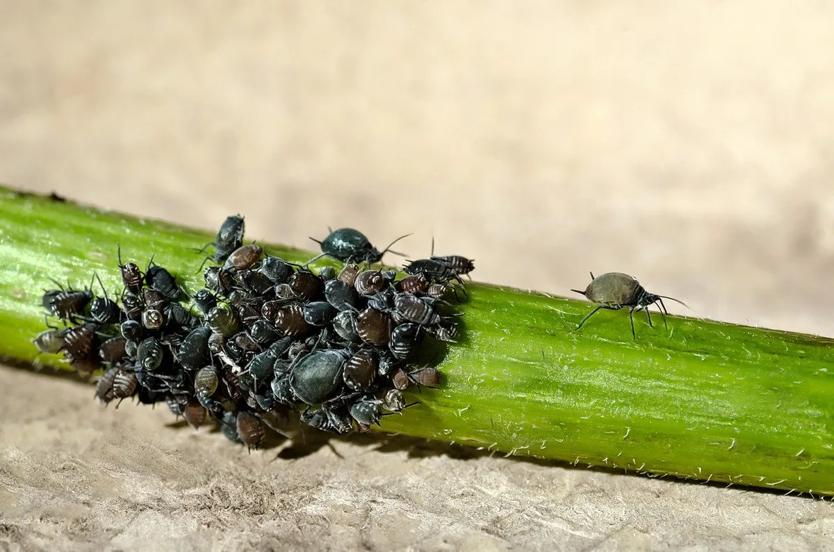 a24e61ecb0b74f5fd934ac7f065824320e134fdb Der neue Wirkstoff soll die ganze Pflanze vor saugenden Insekten wie Läusen schützen. (Symbolbild Pixabay)