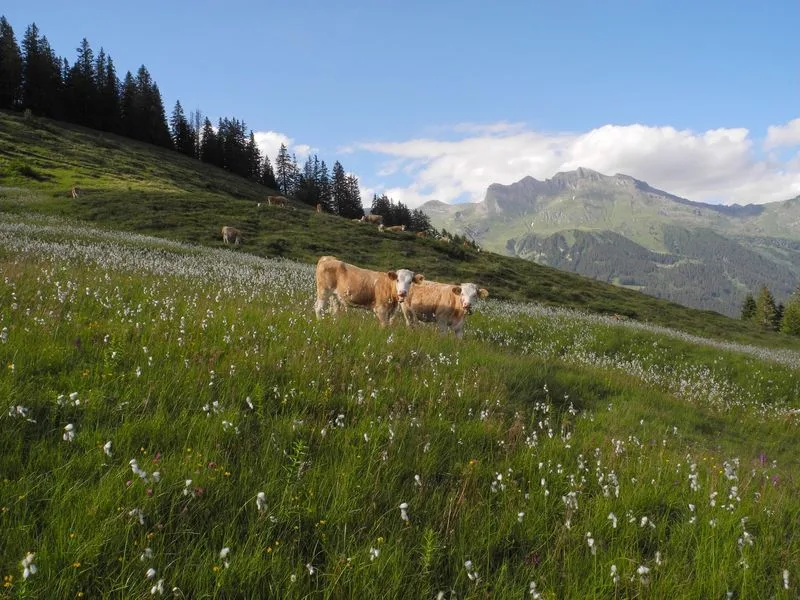 moor-wsl Landwirtschaftliche Nutzung hilft leidender Schweizer Moorlandschaft