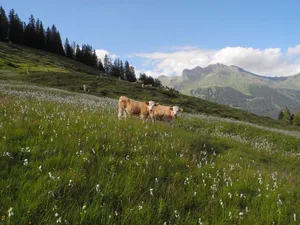 Flachmoore erhalten neben Regenwasser auch Grundwasser und sind deshalb etwas nährstoffreicher als Hochmoore. Sie werden häufig landwirtschaftlich als Wiesen oder Weiden genutzt. Die Tiere halten Büsche und Bäume fern.