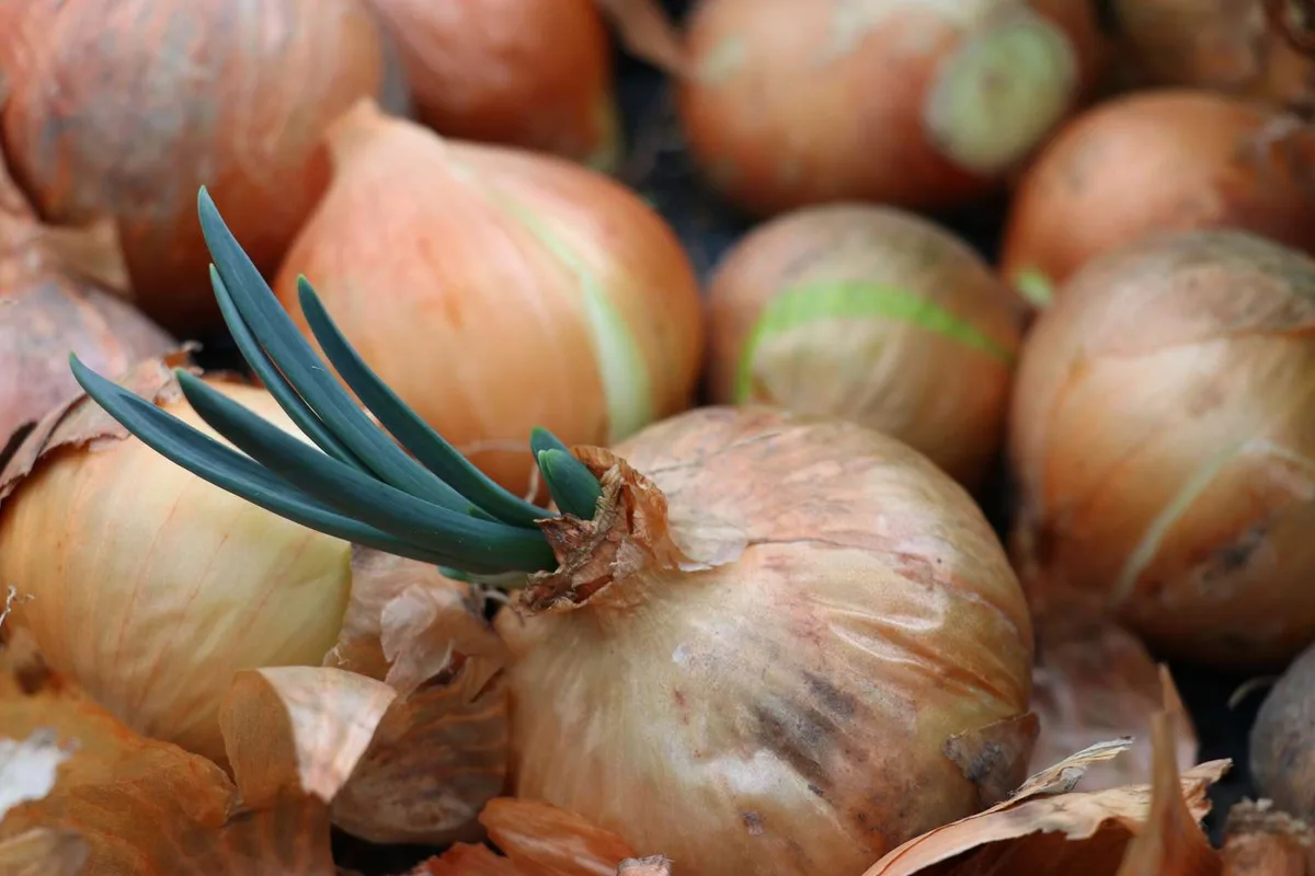 zibelelelelele Zwiebelproduzenten trotzen den Herausforderungen