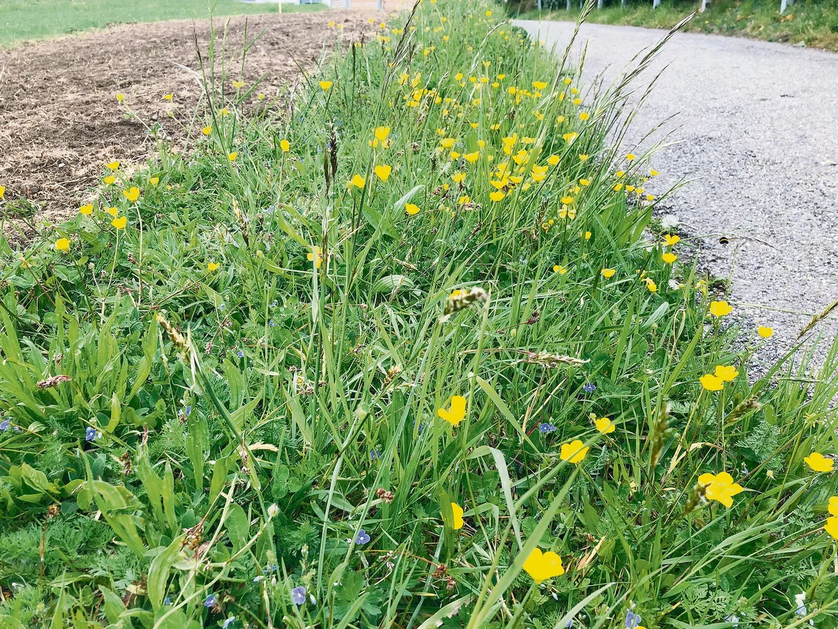d6761bca84889ffb9b0f04815335a55aeb8755ee Noch blüht es erst am Wegrand, aber der Blühstreifen (im Hintergrund) wird bald aufholen. Das Bild entstand Ende April. (Bilder Sera Jane Hostettler/Bauern Zeitung)