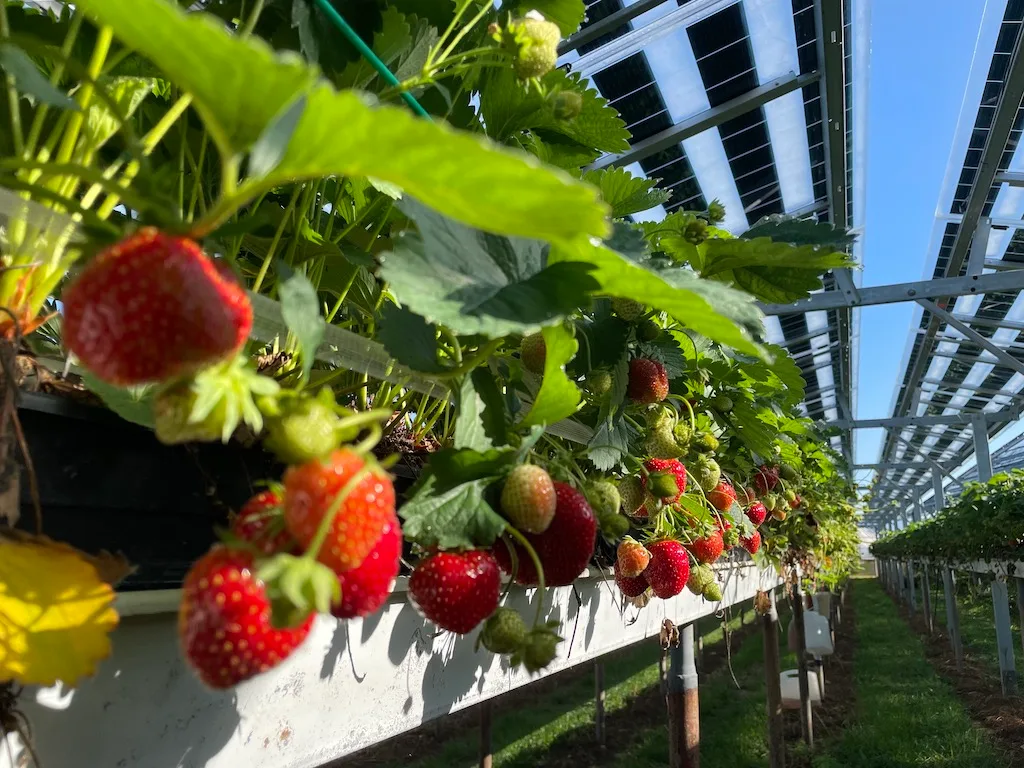 Module_auf_Erdbeeren_Ernte_Beerenland_Kopie Solar: Trümpfe in der Hand behalten