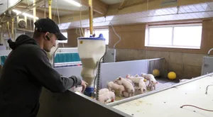 Jean-Philippe Cotting setzt in seinem Aufzuchtstall auf moderne Ferkelnester und schwache Tiere mästet er in separaten Gruppen auf dem eigenen Betrieb aus. Dank diesen Massnahmen ist Antibiotika beim Absetzen kein Thema mehr und die Abgänge sind auf unter ein Prozent gesunken.