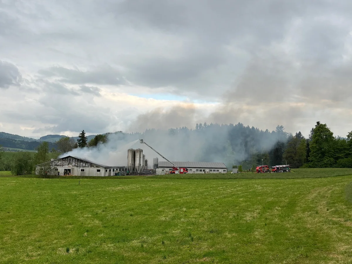 Gossau_2 Gossau: Brand in zwei Schweineställen mit rund 1500 Tieren