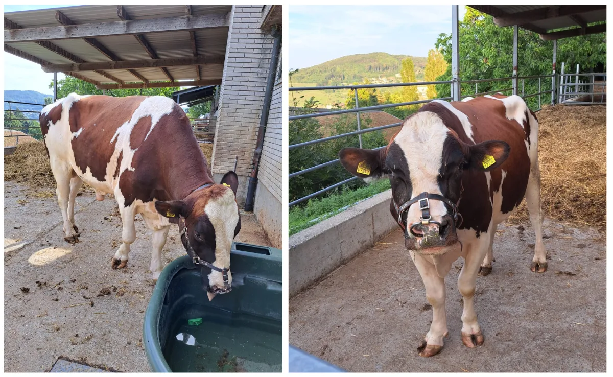 siegermuni_zuhause 10 von 11 Lebendpreisen gehen zurück zum Züchter oder Halter