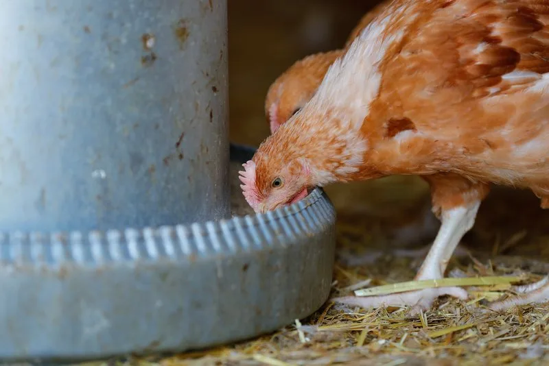 poulet_roethlisberger 2022 gab es 3 Prozent mehr Poulets und rund 47 Prozent mehr Fläche mit Hafer