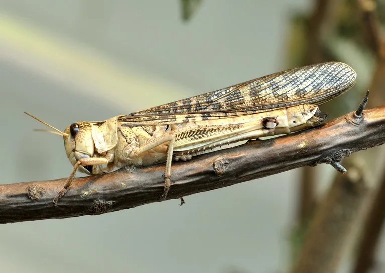 fc4b42cb5e0ff2d0b329aa69373afb0fcde2b015 Die Wanderheuschrecke ist eine der als Lebensmittel zugelassenen Arten. (Bild Quartl/CC BY-SA 3.0)