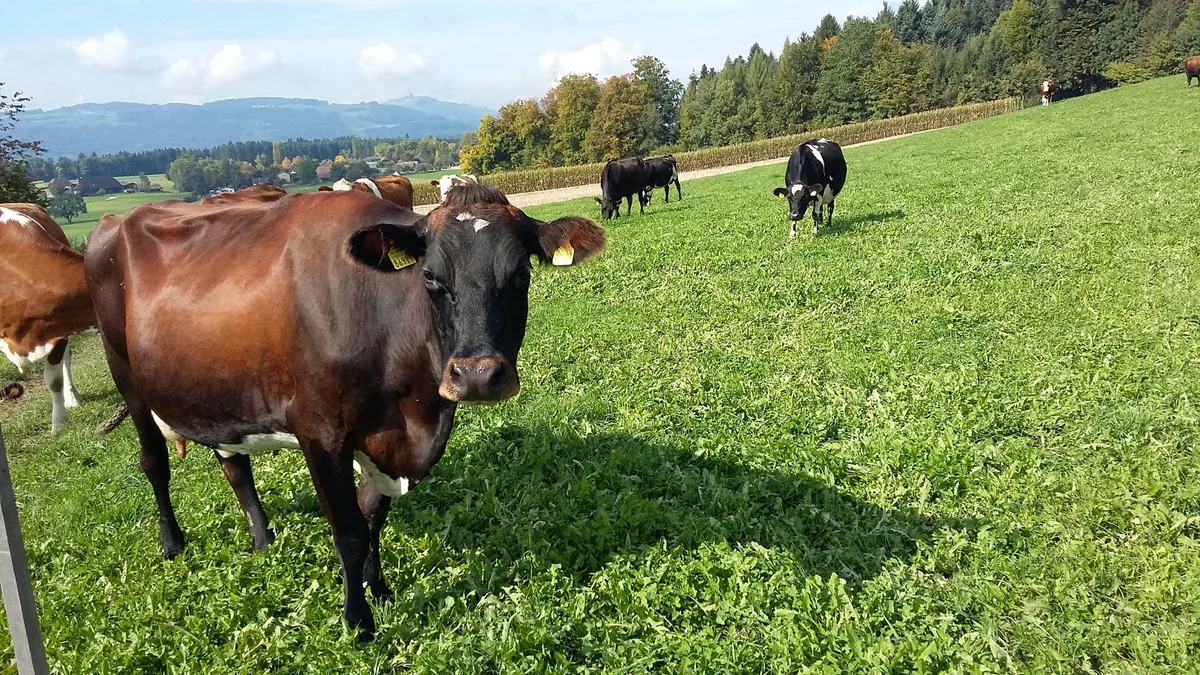 292949_Moser Anna Barbara Moser setzt auf nutzungselastische Kühe und cleveres Kostenmanagement