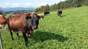 Robuste und gesunde Milchkühe mit einer guten Fruchtbarkeit auf dem Betrieb von Anna-Barbara Moser in Trimstein.