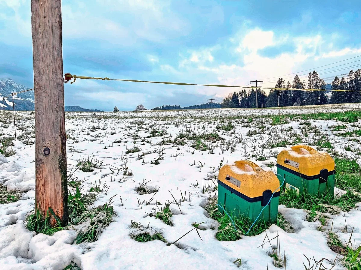 bf63d248de1d0df898d23779f4faae2d60c9870293cccb9ac0a955f1c8f26aa4 Ist der Schnee weg, weiden auch hier wieder Kühe. Es lohnt sich, die Drahtqualität des Zauns und die Erdung des Viehhüters regelmässig zu überprüfen.