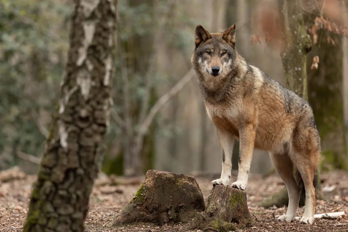 In Nidwalden wird geprüft, ob der Schutz vor dem Wolf ausreichend ist