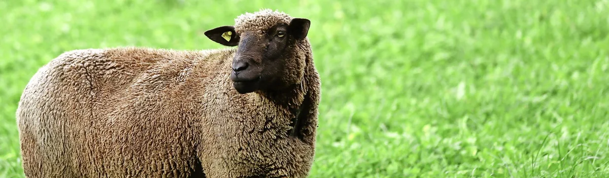 ZS_A_49_Hauptbild.jpf Urner Landwirtschaft: Moderhinke, Blauzungenkrankheit und tiefe Einkommen prägen das Jahr