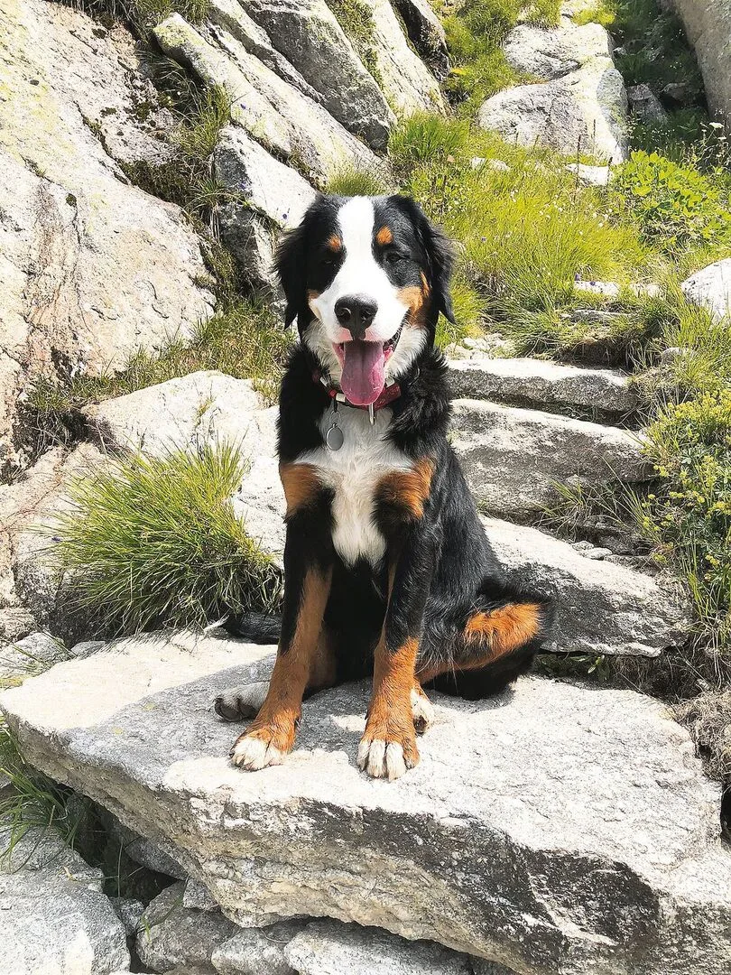 1bdaddd7a2a6fd79c0ca908fde99e13cfed4fba2b65778848c80596bcdfff9d0 Ist der Sennenhund ein Haustier oder erfüllt er eine Funktion auf dem Betrieb? Die Steuerbehörden wollen es genau wissen.