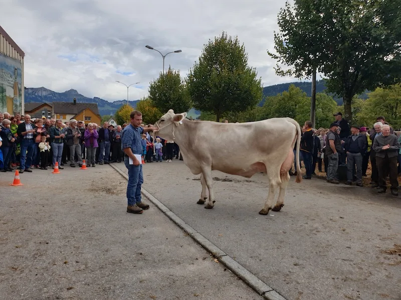 bb4c7b79c3bf910a9fd8118a7dfb8a3400406e3b Tagessiegerin Libunja mit ihrem Besitzer Dominik Sutter. (Bilder Stefanie Giger)