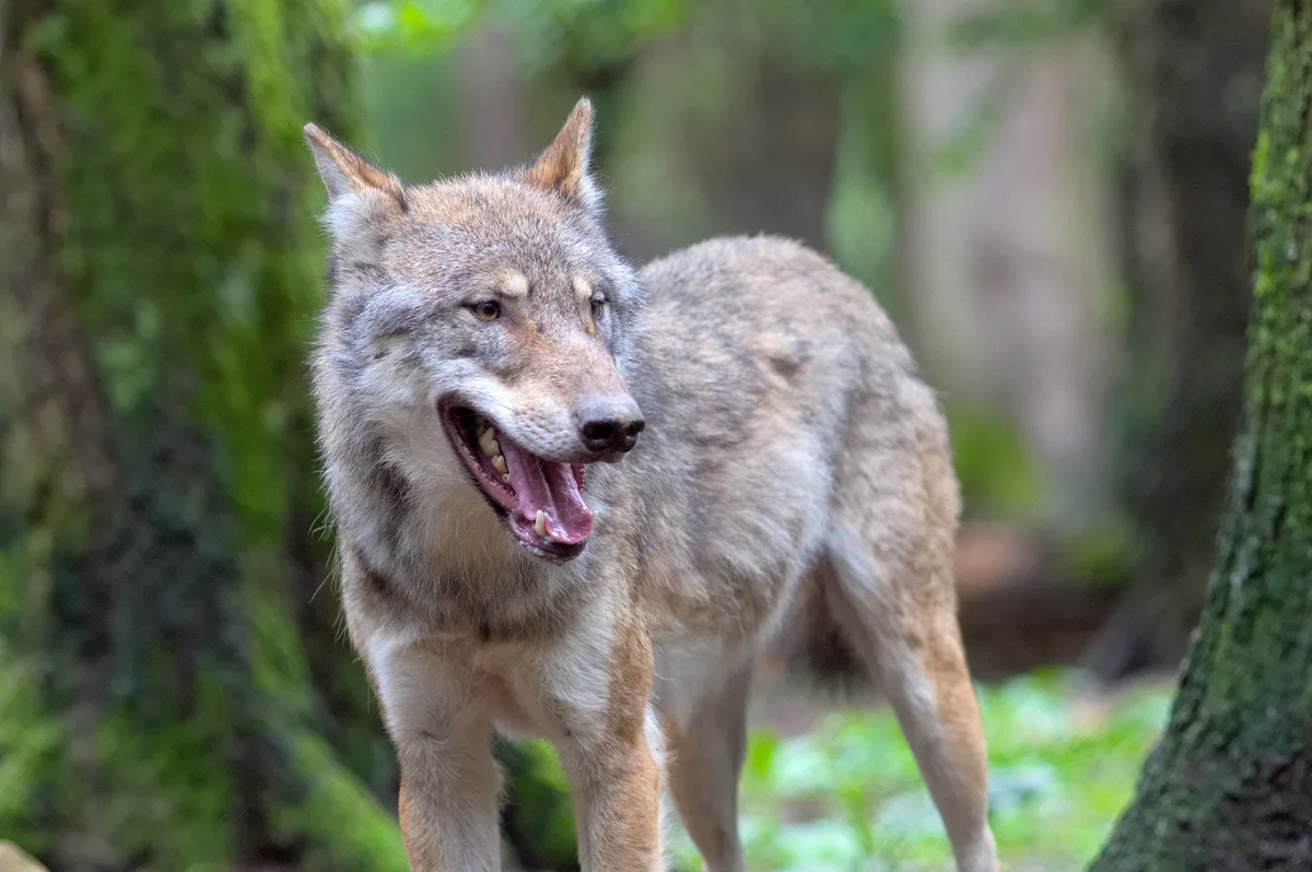 wolf_942784 Wallis ordnet Wolfsabschuss nach 28 Rissen an