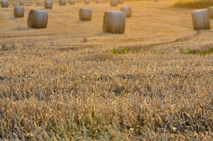 Das BGBB soll den Landwirtschaftsboden in der Schweiz auch in Zukunft wirksam vor Konzernen schützen und gleichzeitig den Bedürfnissen der heutigen Landwirtschaft hierzulande entsprechen.