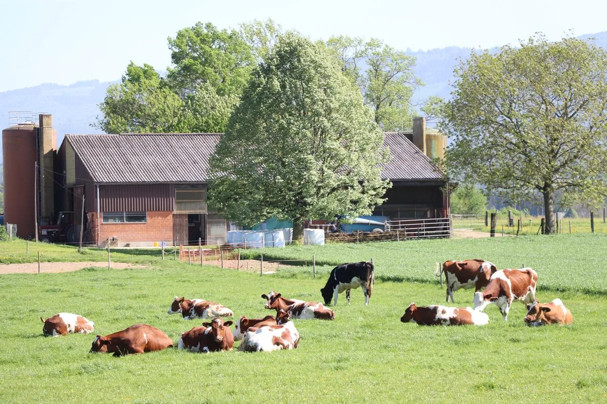 Milchvieh_Weide_Stall-1200px_Kopie Die neuen DZ-Programme sind komplex: Luzern verlängert die Anmeldefrist