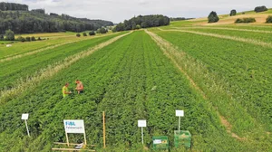Landwirt Christoph Hauert (links) mit FiBL-Berater Tobias Gelencsér auf dem Gerbehof. Angebaut wurden vier Versuchssorten. Bild: Thomas Alföldi