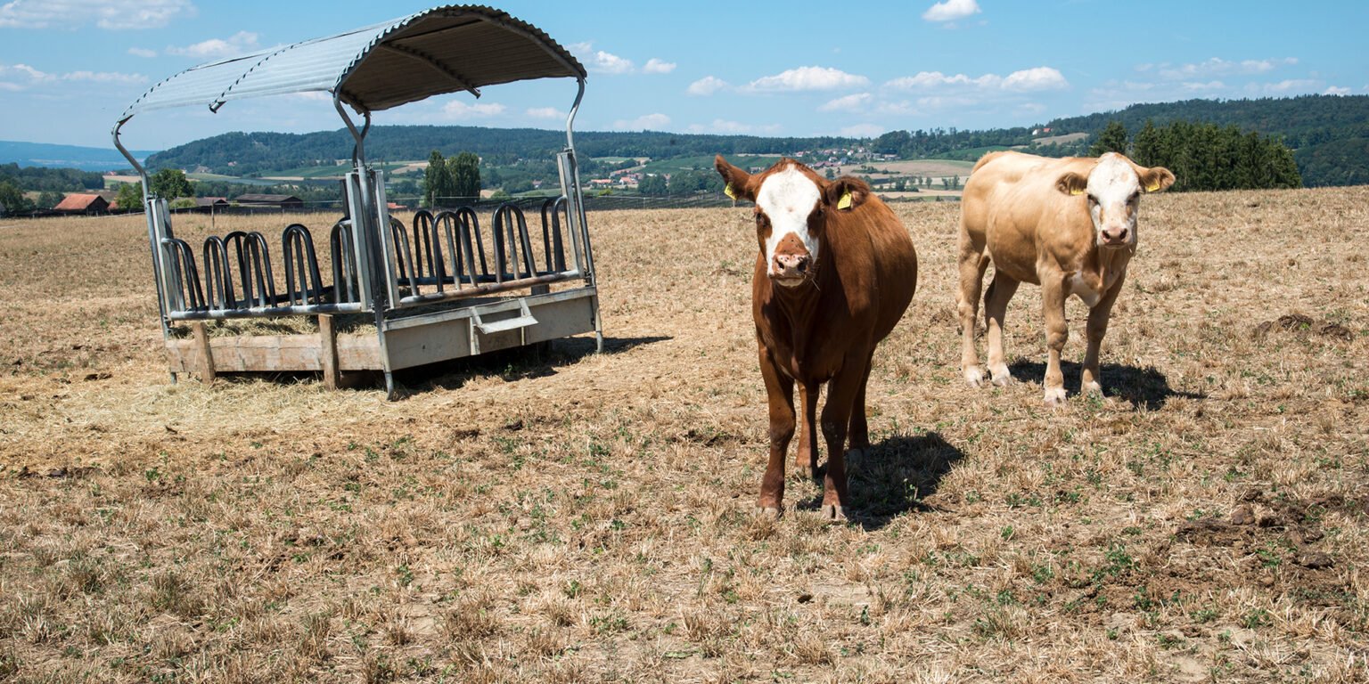Extreme Trockenheit kann die Schweiz 30 bis 40 Prozent der Grünlanderträge kosten