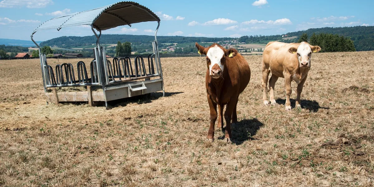 trockenheit_agroscope Extreme Trockenheit kann die Schweiz 30 bis 40 Prozent der Grünlanderträge kosten