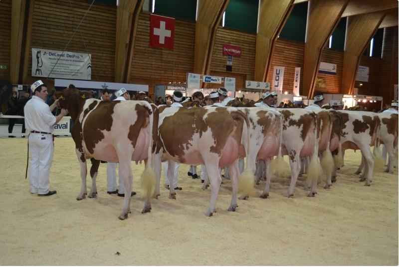 An der diesjährigen Expo Bollen sollen die Red-Hostein- und Holstein-Kategorien jeweils abwechselnd in einem Ring rangiert werden. (Bild pf)