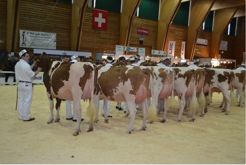 6ddaf3b2c1c69d3ef61b3e00b50f51b25c86043d An der diesjährigen Expo Bollen sollen die Red-Hostein- und Holstein-Kategorien jeweils abwechselnd in einem Ring rangiert werden. (Bild pf)