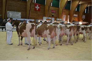 An der diesjährigen Expo Bollen sollen die Red-Hostein- und Holstein-Kategorien jeweils abwechselnd in einem Ring rangiert werden. (Bild pf)