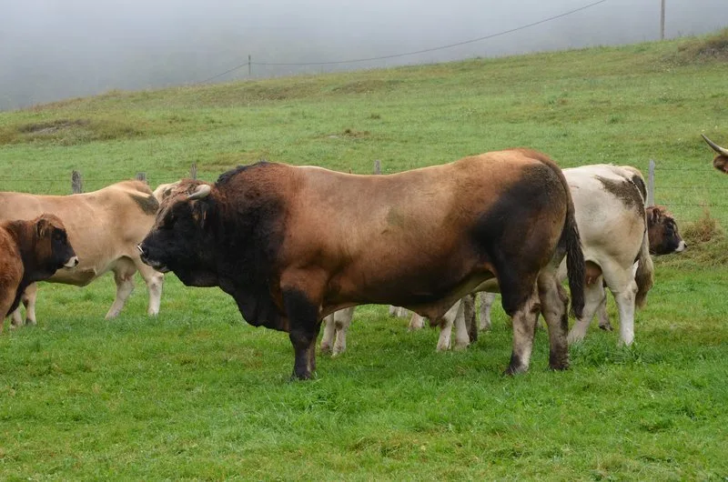 e50e1270f3b83dfe1246391b788249e18760a052 Nicht immer sind Stiere so friedlich. In der Oberpfalz tötete ein Stier einen Landwirten und seinen Vater. (Symbolbild Aline Küenzi)