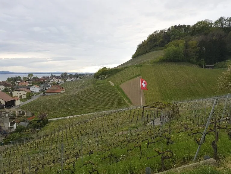 336a918c4c6783d6dca169a1fd8913b8c7224cb4 Aus AOC soll AOP werden. Das würde für den Weinbau strengere Vorgaben bedeuten. (Bild lid/ji)