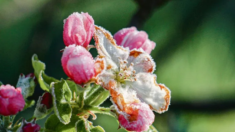 Nach frostigen Nächten fürchten Frankreichs Winzer und Obstbauern um ihre Ernte. (Symbolbild AdobeStock)