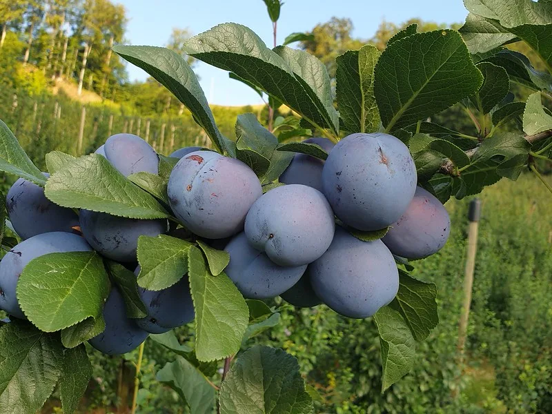 zwetschgen_sov Der sonnige Sommer 2022 verspricht viele und aromatisch-süsse Zwetschgen