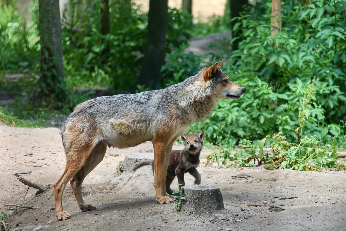 wolf_manfred_richter Neues Wolfsrudel im Bündner Oberland – das achte im Kanton