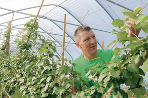 Urs Baur ist zufrieden mit der Entwicklung seine Aprikosenbäume im Folientunnel, ein Pilotprojekt im Aargau. Die erste Saison hat einige Erfahrungen und Überraschungen gebracht.(Bild Ruth Aerni)