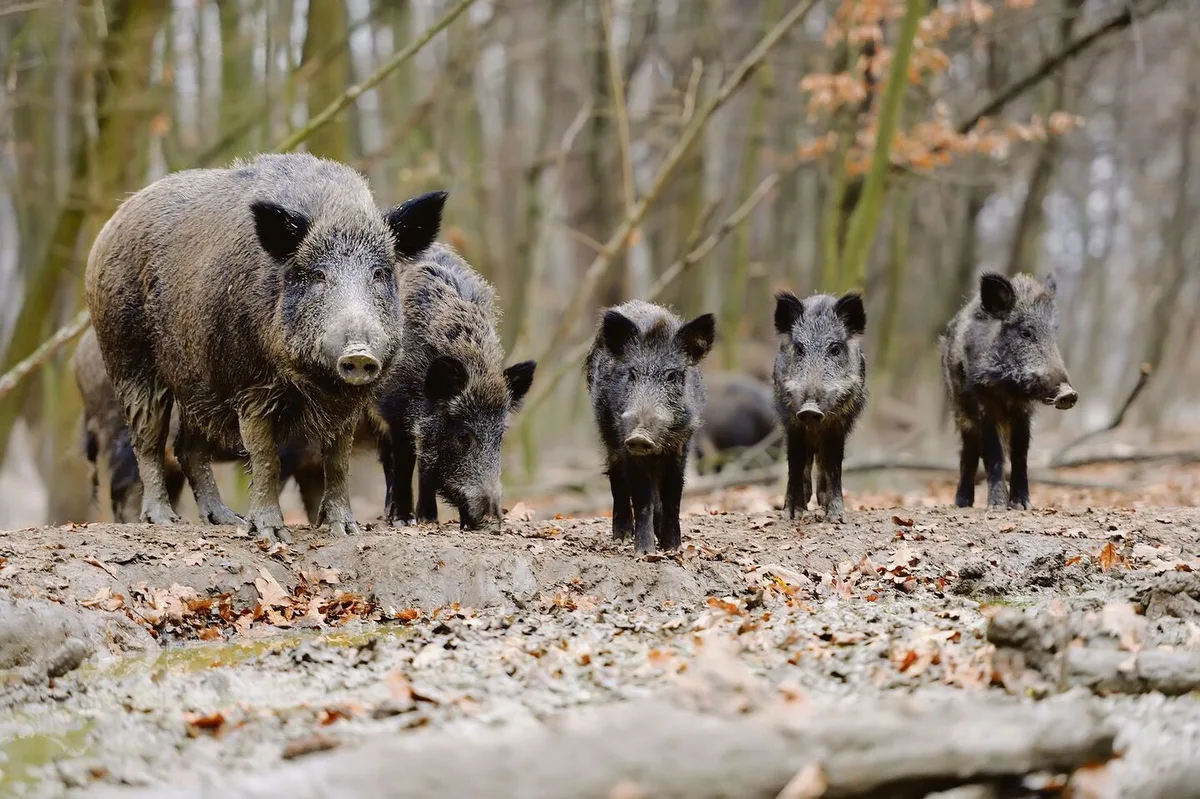 065139235579ce66a90d1aad924f2c187d1dbea70b34949052539a270d59e29a Die Idee, Wildschweine gegen ASP zu impfen, ist alles andere als ausgereift.