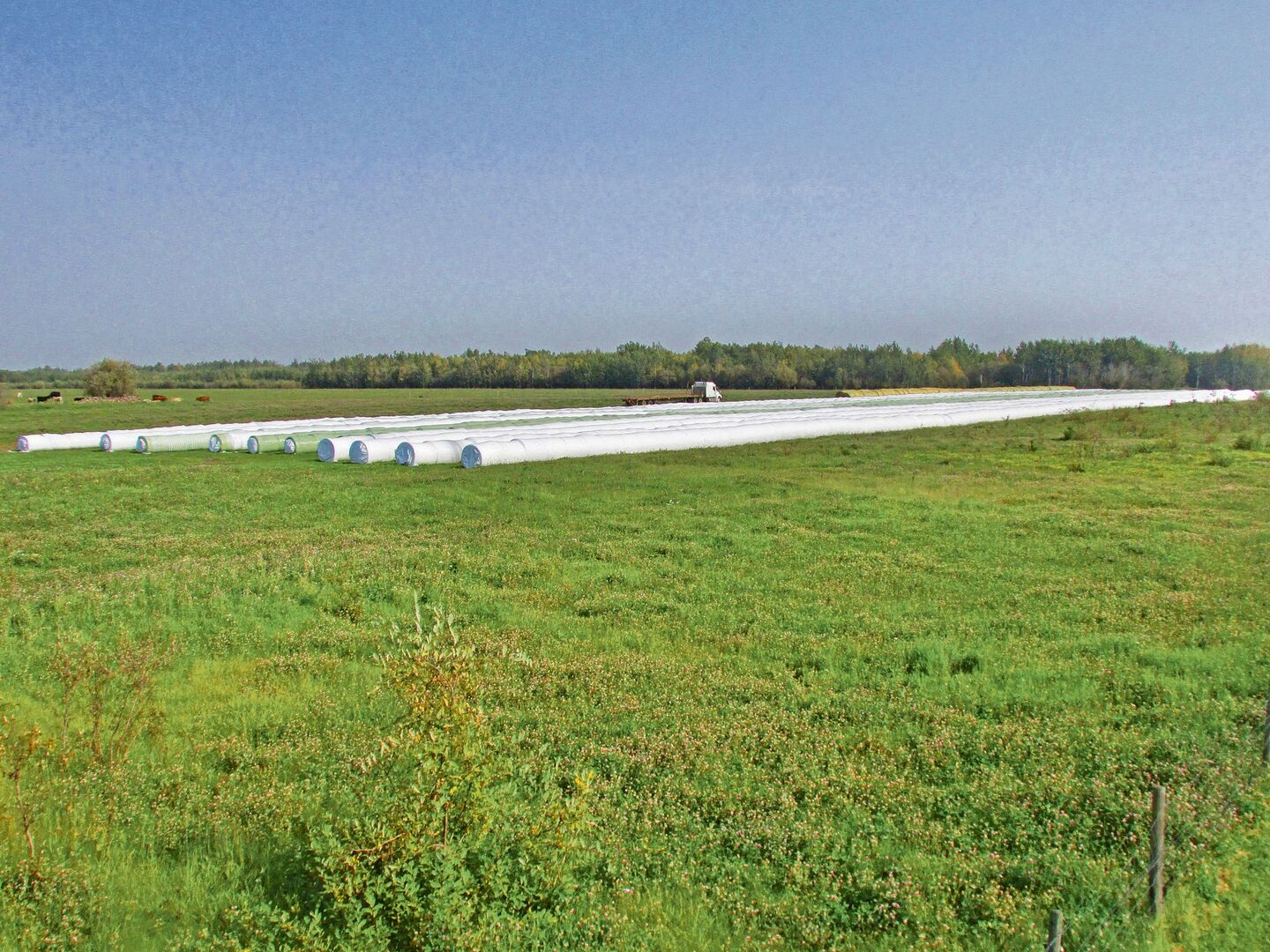 Familie Ruckstuhl und die  Crew haben wacker gearbeitet. Das Heuen war wegen des schlechten Wetters schwierig, aber es konnten knapp 2500 Siloballen und rund 500 Gersten-Strohballen gemacht werden.