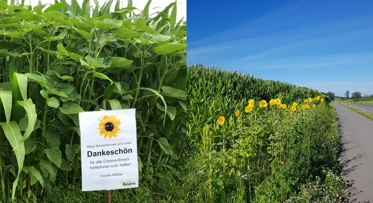 a5915bce7a44a972e8db2074936bd444dd1fe494 Die blühenden Sonnenblumen sollen für Dankbarkeit und Solidarität stehen. (Bild SBV)