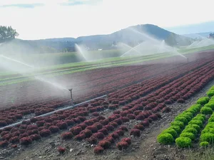 Die Salate wachsen dank Wasser aus dem Rhein. Die Bewässerungsgenossenschaft Bibertal versorgt 24 Betriebe mit Wasser.