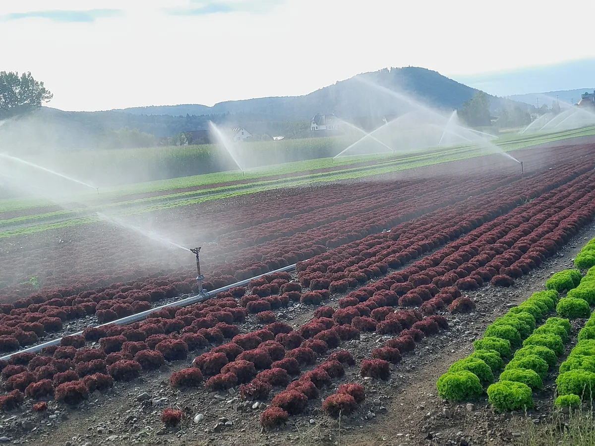 Die Salate wachsen dank Wasser aus dem Rhein. Die Bewässerungsgenossenschaft Bibertal versorgt 24 Betriebe mit Wasser.