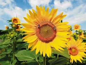 Blühende Sonnenblumen. Bei Insekten, Wanderern und zuletzt bei den Abnehmern gleichermassen begehrt.