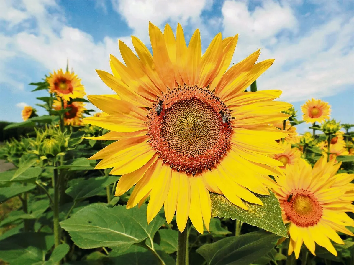 Blühende Sonnenblumen. Bei Insekten, Wanderern und zuletzt bei den Abnehmern gleichermassen begehrt.